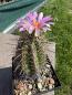 Preview: Thelocactus bicolor